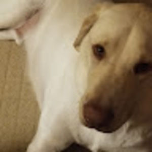 Meet your Posher, Bryan